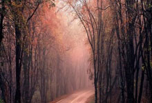 阿根廷一共获得过几次世界杯冠军？每一次夺冠都有哪些精彩故事？